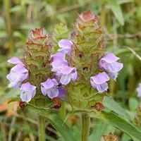 在飛比找蝦皮購物優惠-現貨、種子 夏枯草種子白毛夏枯球種籽新采夏枯草籽陽臺庭院盆栽