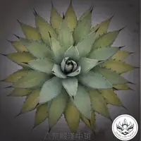 在飛比找蝦皮購物優惠-龍舌蘭 AGAVE - 八荒殿淺中斑 販售側芽