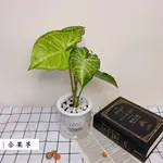 【合果芋】室內植物 觀葉植物 免澆水盆栽 懶人花盆 迷你植物  創意桌上盆栽