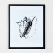 Deborah Hutton Wall Art Conch Shell 45X55cm