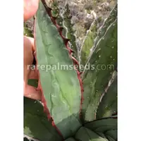 在飛比找蝦皮購物優惠-【屋頂叢林】Agave horrida 'Chocolate