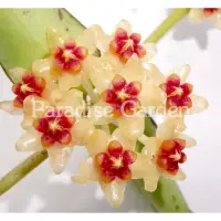 在飛比找蝦皮購物優惠-【天堂花園 Paradise Garden】緬甸毬蘭Hoya