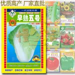 【💯嚴選品質】【蔬菜盆栽🥬】早熟五號種子 約2000粒 結球白菜種子 大白菜種子 蔬菜種子批髮