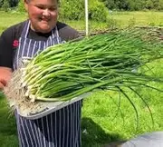 Onion bunching Winter ishakura (100 Seeds)