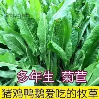 在飛比找蝦皮購物優惠-將軍菊苣種子 大業菊苣草種子 多年生 耐寒 抗旱 四季牧草 