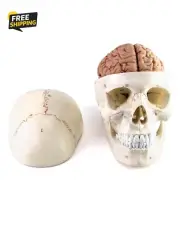 Human Skull and Brain Anatomy Model, 11 Parts, Life Size, Numbered, Anatomically