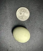 For Craft Engraving (read Description) Bantam Teal Duck Egg