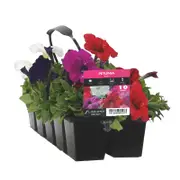 10 Cell Petunia Mix - Petunia x hybrida