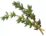 4 oz Candle Scent Oil-THYME