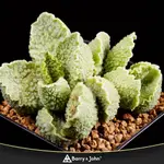 ｜大綠皮天章｜ADROMISCHUS CLANWILLIAM X HERREI｜