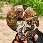 323G Rare! Natural Tentacle Ammonite FossilSpecimen Shell Healing Madagascar