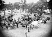 Jeparit District Victoria 1900 - A thresher team packed up and rea- Old Photo
