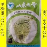 在飛比找蝦皮購物優惠-種子 山東大白菜種子一代雜交山東七號早熟高產春秋四季播種蔬菜