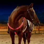 Adjustable LED Horse Breastplate Collar, Nylon LED Night Flashing Light Bar H...