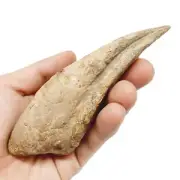 Fossil Spinosaur Toe Claw Dinosaur fossil kem kem beds
