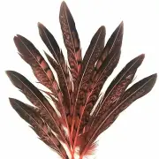 5" to 10" Lady Amherst Pheasant Side Tail Feather x 10 pcs - Dusty Pink