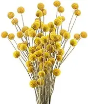 XHXSTORE 30pcs Natural Dried Flowers Yellow Craspedia Billy Balls Dried Flowers Boho Flowers Dried Floral Arrangements for Home Kitchen Table Wedding Party Office Decor (16.14 Inch)