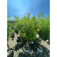 在飛比找蝦皮購物優惠-禮遇花田_常綠植物*黃鐘花(一單只能一棵！棒棒糖造型/擇優出