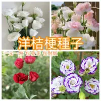 在飛比找蝦皮購物優惠-【洋桔梗種子】正品高桿切花洋桔梗花種子四季耐寒耐熱室內外種植