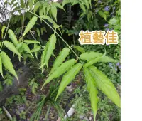 在飛比找Yahoo!奇摩拍賣優惠-憂遁草 鱷嘴花 沙巴蛇草 現剪扦插 20公分枝條