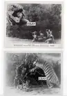 UNTAMED WOMEN 1952 ORIG MOVIE PHOTO LOT (2) DINOSAURS ARMADILLO ONE MILLION B.C.