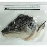 在飛比找ihergo愛合購-名店街優惠-鮭魚頭 急速冷凍 每日現殺(每片約340~380g)