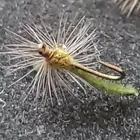 TROUT DRY FLY BWO MIDGE MAGIC # 20 CUSTOM TIED FRONTIER FLY COMPANY