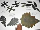 BOTANICAL OAK LEAF SPECIMENS - nice for nature museum or school display
