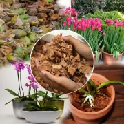 Coconut Husk Chips Orchids Anthurium Growing Dry Organic Free Shiping 250g