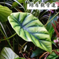 在飛比找蝦皮購物優惠-| 綠植日記 | 綠盾觀音蓮/Alocasia clypeo