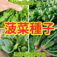 在飛比找蝦皮購物優惠-🔥菠菜種子🍓大葉菠菜 小葉菠菜種子 趙高發芽箓耐熱菠菜籽種 