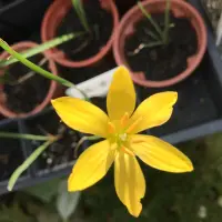 在飛比找蝦皮購物優惠-［BMO的香草花園🌿］風雨蘭種子 黃蔥蘭 Z. citrin