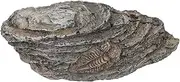CHILDWEET Educational Trilobite Resin Specimen Paleontological Decor Fade-Resistant Ideal for Home Teaching