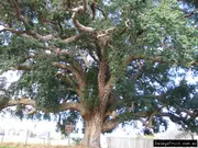 Buy Cork Oak Tree - Quercus suber