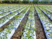Vermont Organics Reclamation Soil Coco & Coir, Coco Peat Blocks
