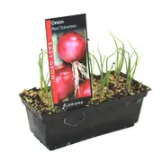 Onion Red Punnet - Allium cepa