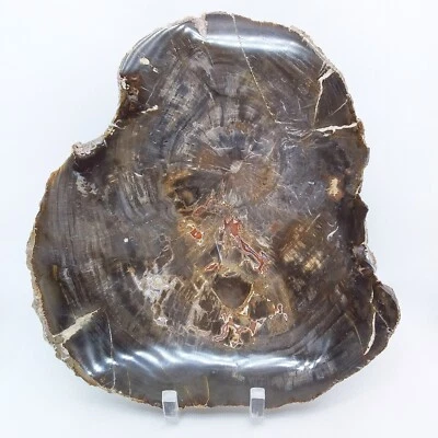 Agatized Petrified Wood, 7", polished, slab, display specimen, fossil, #R-4707