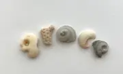 GRACE natural shell fragment letters beach seashells art craft name word sign US