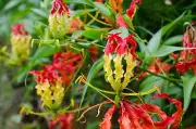 Gloriosa Superba Glory Vine, Climbing Flame Lily Exceptional Beauty 15 Item