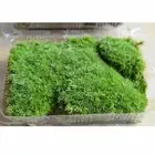 Synthetic Landscape Fake Grass Artificial Pet Mat Turf Lawn Home 10x8.5cm