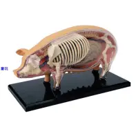 在飛比找蝦皮購物優惠-4D MASTER 益智拼裝玩具 動物豬解剖拼裝 生物豬器官