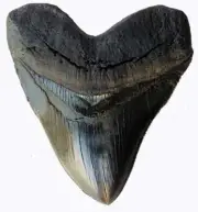 5 Inch Carcharodon Megalodon Tooth Fossil Replica with Serrations,Black