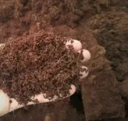CEYLON COCO COIR | COCO PEAT | NATURAL ORGANIC COMPOST HYDROPONIC GROWING MEDIA