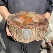 21.8lb Rare Natural petrified wood rough Wood fossil mineral specimen healing