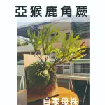 【衛道鹿】亞洲猴腦鹿角蕨 亞猴  鹿角蕨 株苗 孢子苗 2寸 2.5寸 3寸 4寸