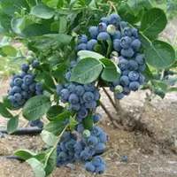 在飛比找蝦皮購物優惠-藍莓種子 矮化藍莓樹苗種子陽臺盆栽果園庭院藍梅樹果樹種子盆栽