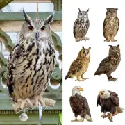 Bird Repel Scarecrow Owl Scarecrow Scarer Pendant Decorative Scarer Suitable