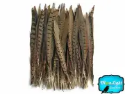 50 Pieces - 12-14" NATURAL Ringneck Pheasant Tail Wholesale Feathers (bulk)