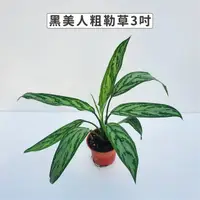 在飛比找momo購物網優惠-【Gardeners】黑美人粗肋草 3吋盆 -1入(室內植物