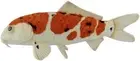 BH8280 HANSA Nishikigoi Taisho Sanshoku 52